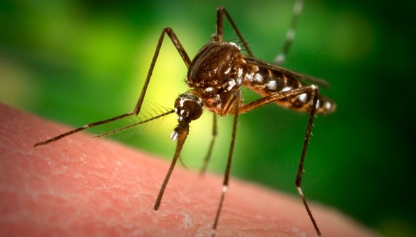 Des moustiques OGM « stériles » qui se reproduisent...