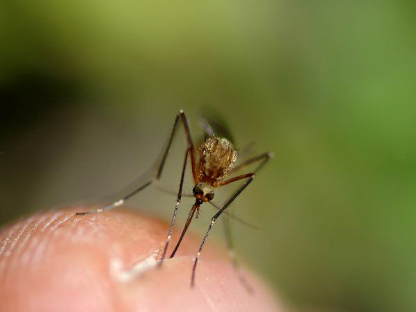 Des moustiques génétiquement modifiés lachés dans la nature