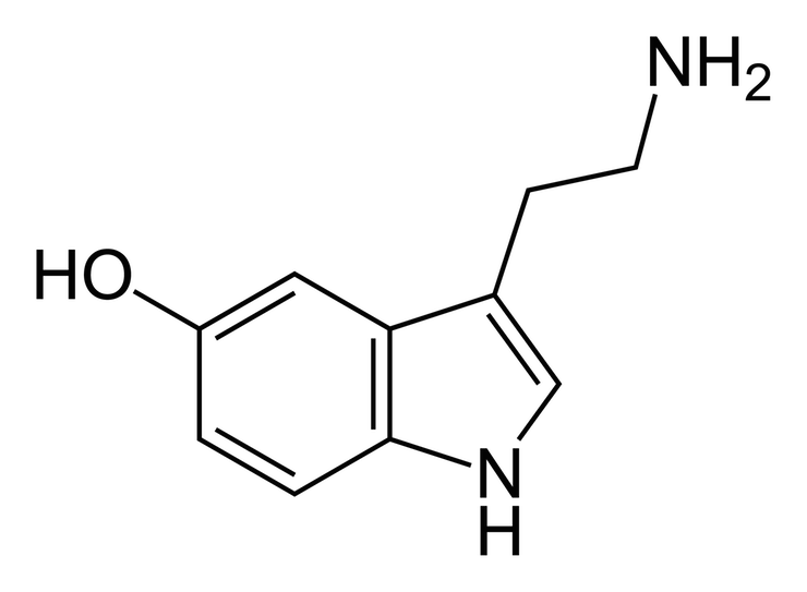 cerveau_2_serotonine.png