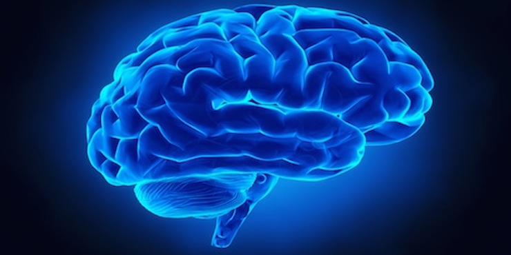  Human brain in x-ray view